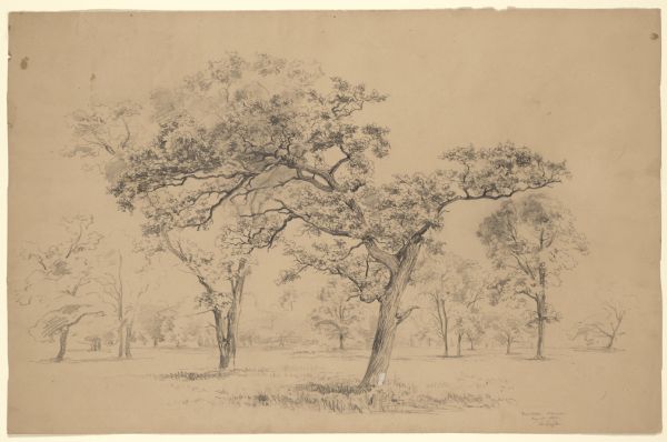 Burr Oaks, 1852, Madison, WI WHI 31186.
