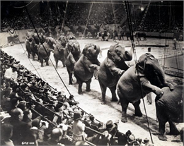 A group of over twenty-six Ringling Brothers, Barnum & Bailey Circus elephants.