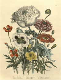 Drawing of ornamental annual flowers from the Thordarson Collections.
