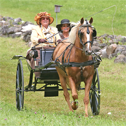 Carriage Driving Days at Wade House