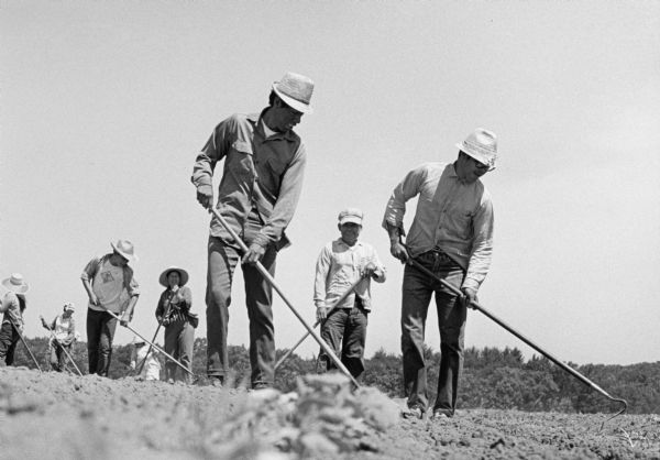 Vista desde el suelo de una línea doble de trabajadores cultivando un campo de pepino con unos azadones.