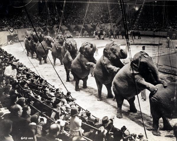 A group of over twenty-six Ringling Brothers, Barnum & Bailey Circus elephants, standing on their rear legs with front legs resting on the elephant ahead.