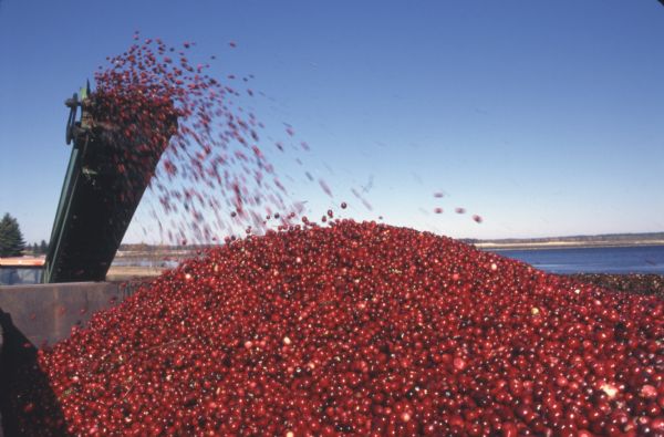 Cranberries are shooting off a conveyor belt into a truck.