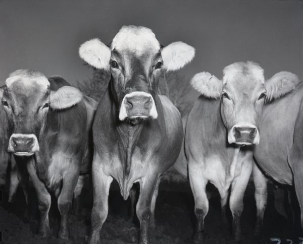 Close-up of three cows standing side by side.