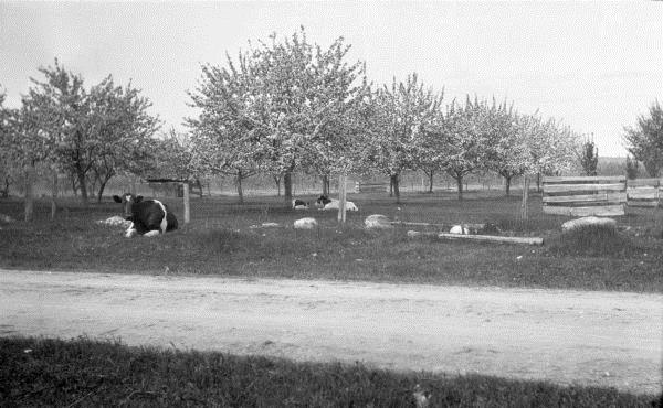 A cow lies along the road outside a fence; two calves lie behind the fence under blooming cherry trees.