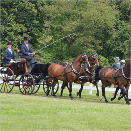 Three bay horses pull a carriage during a competition.