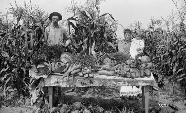 Produce, including sweet corn, cabbage, carrots, rutabagas, squash, onions, from the Menomonee River Boom Company garden near Marinette.