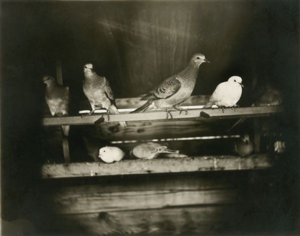 Seven passenger pigeons in an aviary at University of Chicago.