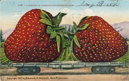 Photomontage of two giant strawberries on a wagon.