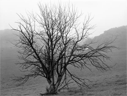 A black, bare tree against hills with mist, fog and rain.