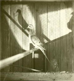 Profile view of a passenger pigeon, a species of pigeon now extinct, with its shadow projected on the wall of the cage behind.
