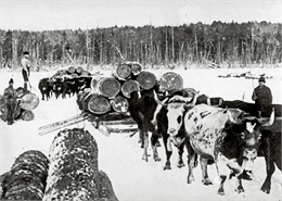 Lumberjacks hauling logs in the snow with several teams of oxen.