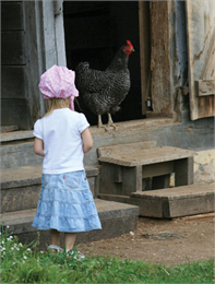 Child looking at a rooster.