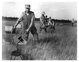 A group of men harvesting cranberries.