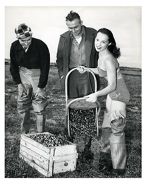 A young woman dressed in a bathing suit and wading boots poses for a promotional photograph for the Wisconsin cranberry industry at Thunder Lake Marsh. Two cranberry farmers watch.