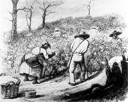 Tennessee slaves picking cotton.