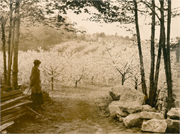Silhouette of a woman looking at a hill of blooming cherry trees.