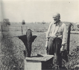 Swarm of Bees on Fence Post with Frank Buhl.