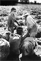 Mrs. Matias Perez and her daughter empty buckets of cucumbers picked into burlap bags.