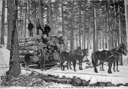 A group of men use a team of four horses to transport logs across snow-covered ground on a sled. Trees stand in the background.