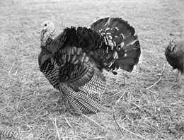 A turkey fans his tail