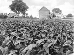 View of a tobacco field. Several farmhouses can be seen nearby.