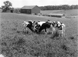 Calves in a pasture.