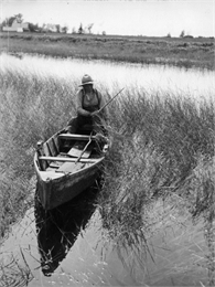 Joe Stoddard of the Chippewa tribe harvests wild rice on the Bad River Indian Reservation.