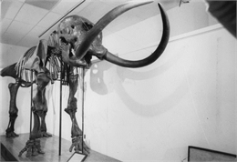 A Mastodon skeleton on display in the Science and Natural History Museum.
