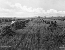 Black and white photo of a man posing in a wheat field in the vicinity of Tulsa.