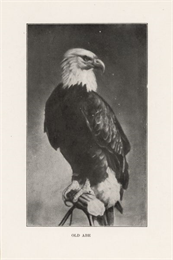 Print of a painted portrait of Old Abe, bald eagle mascot of the Eighth Regiment of the Wisconsin Civil Volunteer Infantry.