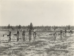 Black and white photo of cranberry harvesters using cranberry rakes make their way across a flooded cranberry bog.