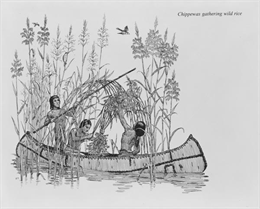 Illustration of three Chippewa (Ojibwa) Indians gathering wild rice into a canoe.