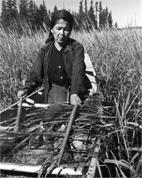 An Ojibwe woman, Francis Mike, harvesting wild rice in a boat on Totogatic Lake.