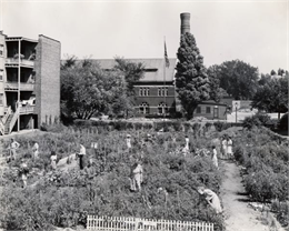people working in a vegitable garden