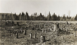 A photograph of cut-over land in northern Wisconsin shows a field of tree stumps.