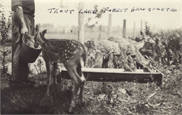 Feeding Deer in the Deer Corral at Trout Lake