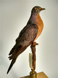 A male passenger pigeon collected by Frank Wollen in 1894 at Aztalan in Jefferson County, Wisconsin, now resides in the UW–Madison Zoological Museum.