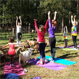 Goat yoga at Old World Wisconsin