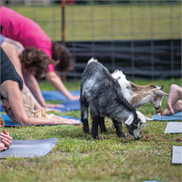 Two small goats smelling the ground with people doing yoga around them