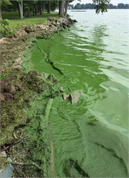 algae scum