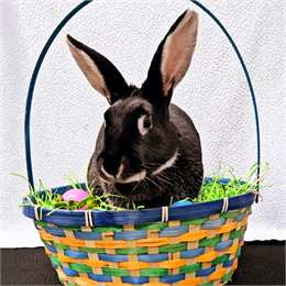 Bunny in a basket