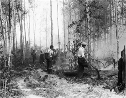 Several men fighting a small forest fire.
