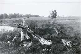 Final tall-tale postcard of 'Kickers' with oversized frogs added entitled 'Kickers.'